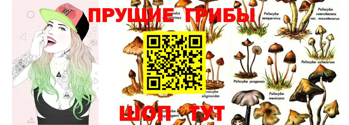 Псилоцибиновые грибы Psilocybine cubensis Избербаш